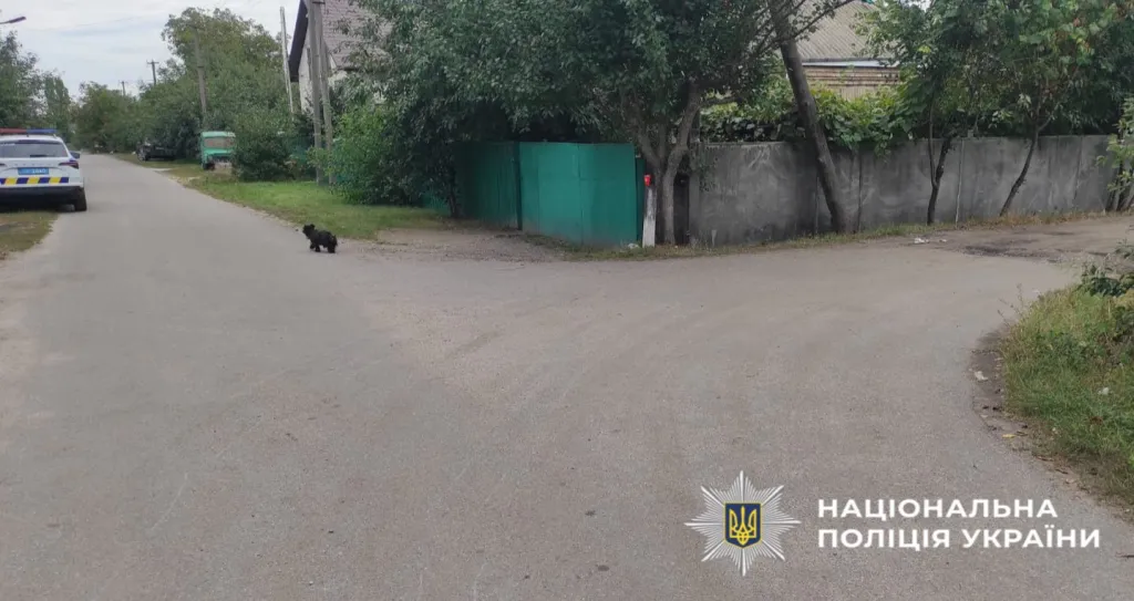 На Київщині водій збив пенсіонерку та втік: поліція швидко виявила винуватця ДТП
