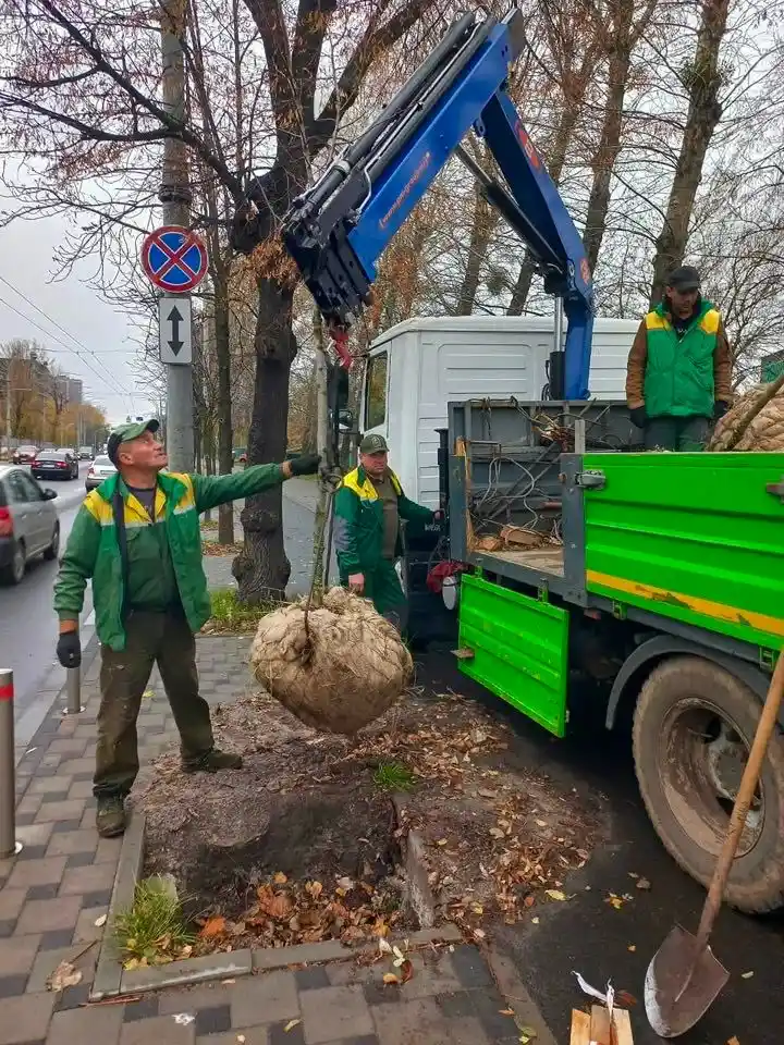 Нове озеленення столиці: на вулицях Києва з’явилися клени та липи