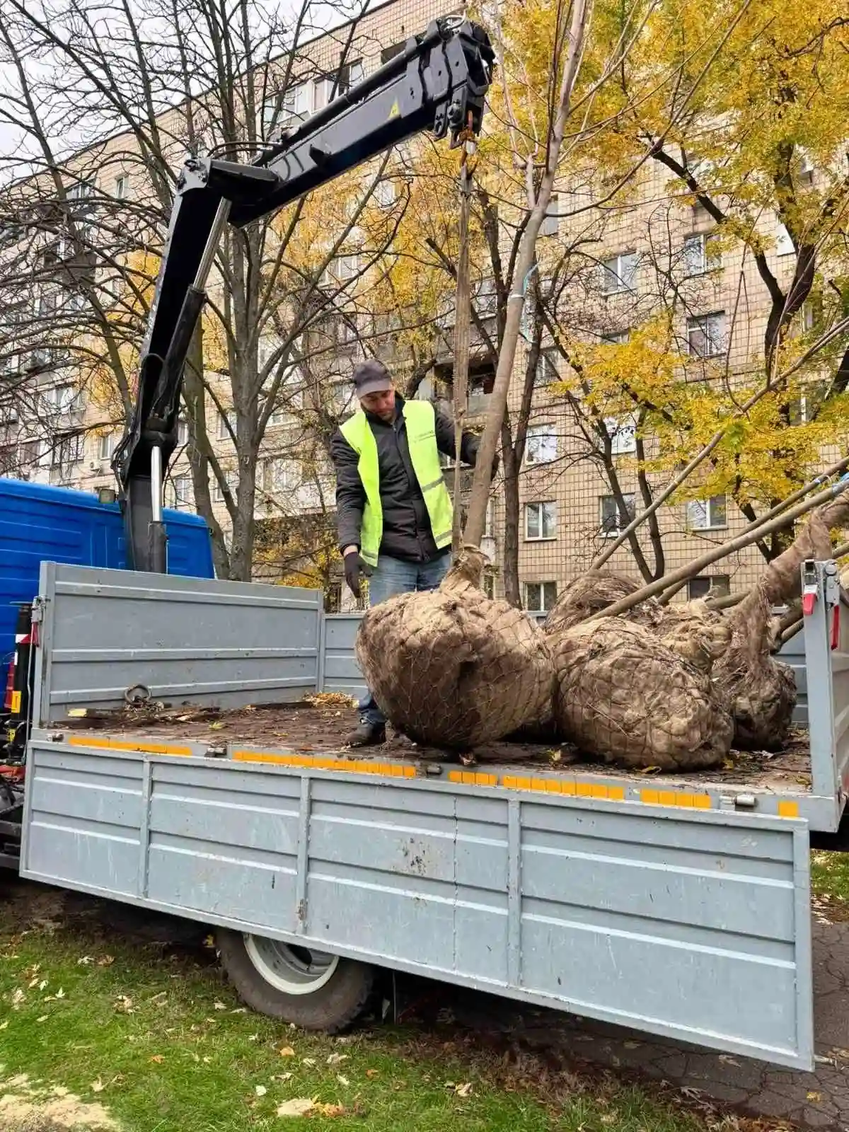Нове озеленення столиці: на вулицях Києва з’явилися клени та липи