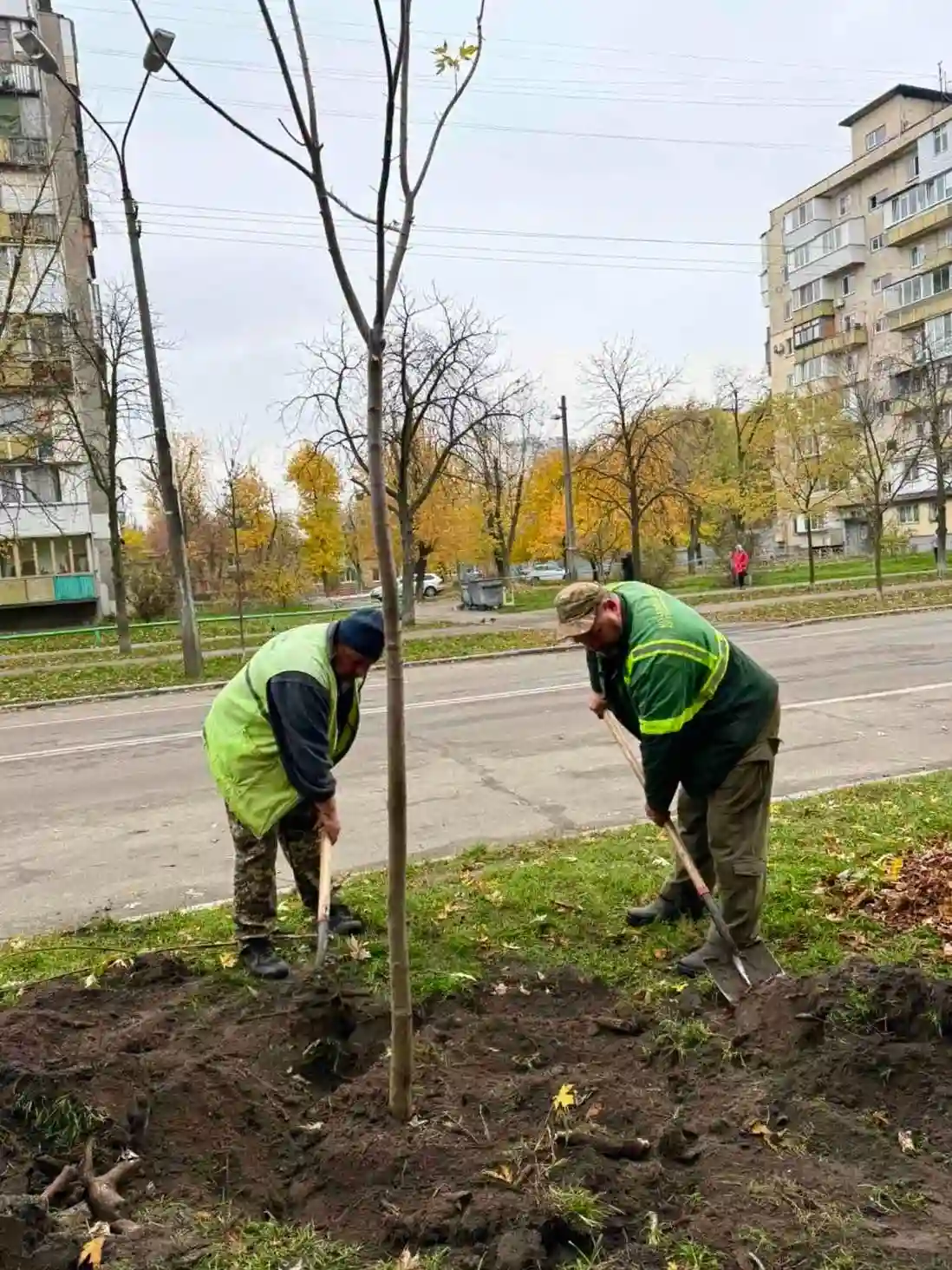 Нове озеленення столиці: на вулицях Києва з’явилися клени та липи
