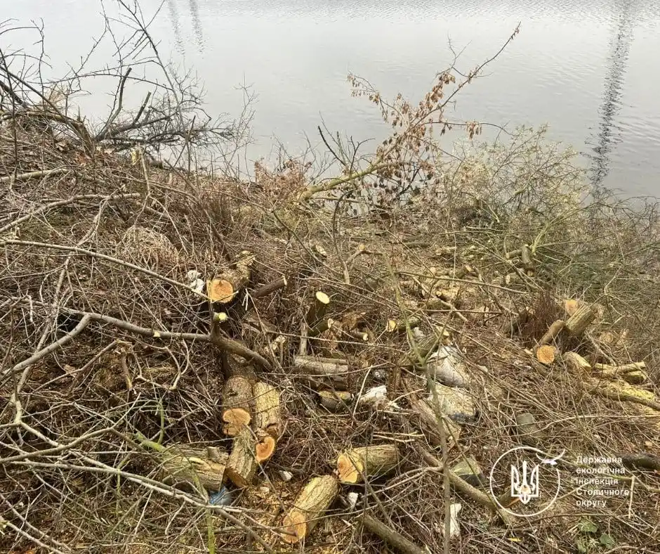 У Києві зафіксували незаконну вирубку 16 в’язів у Святошинському районі